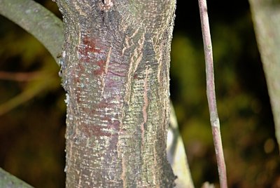 Ptelea trifoliata 'Aurea' - křídlatec trojlistý - borka